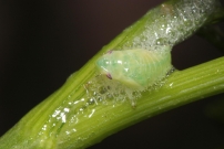 Une nymphe de la Philne spumeuse sur du persil plat (Homoptre - Aphrophoridae - Philaenus spumarius)